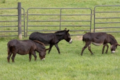 TKO-Entertainment_Parker-Barn_397A3273